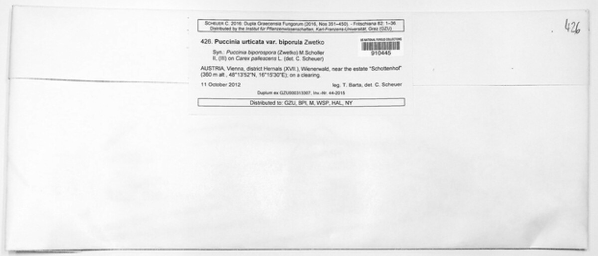 Puccinia biporospora image